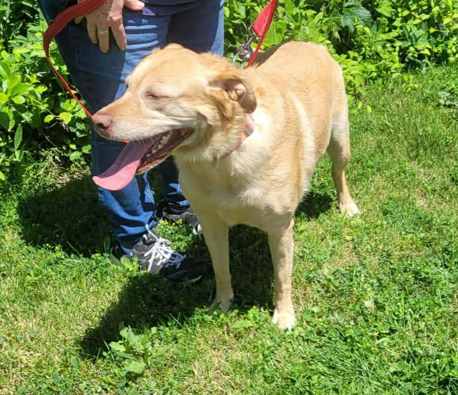 Enlarge Kaia, a ADOPTABLE Labrador Retriever in St. Clairsville, OH image 3/4