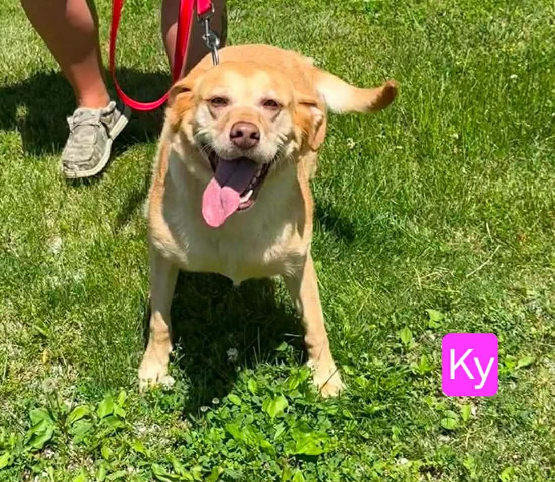 Enlarge Kaia, a ADOPTABLE Labrador Retriever in St. Clairsville, OH image 2/4