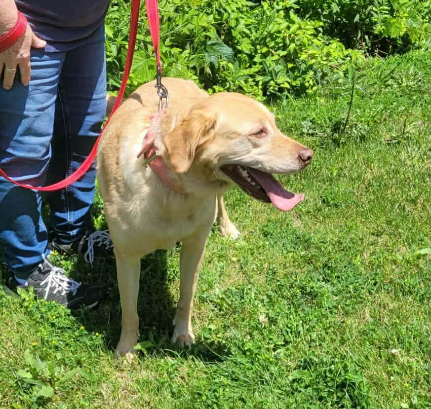 Enlarge Kaia, a ADOPTABLE Labrador Retriever in St. Clairsville, OH image 4/4