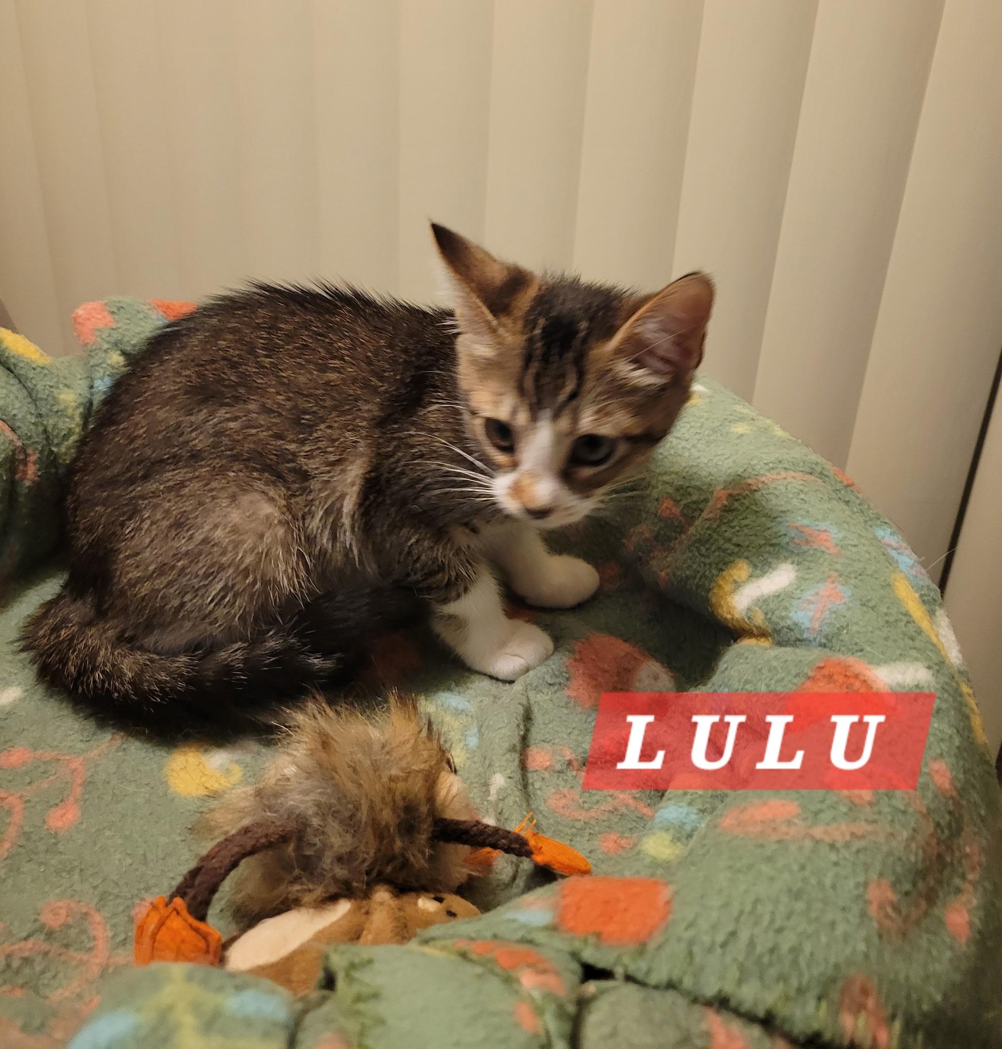 Enlarge Lulu, an adopted Domestic Short Hair in Riverside, CA image 2/5
