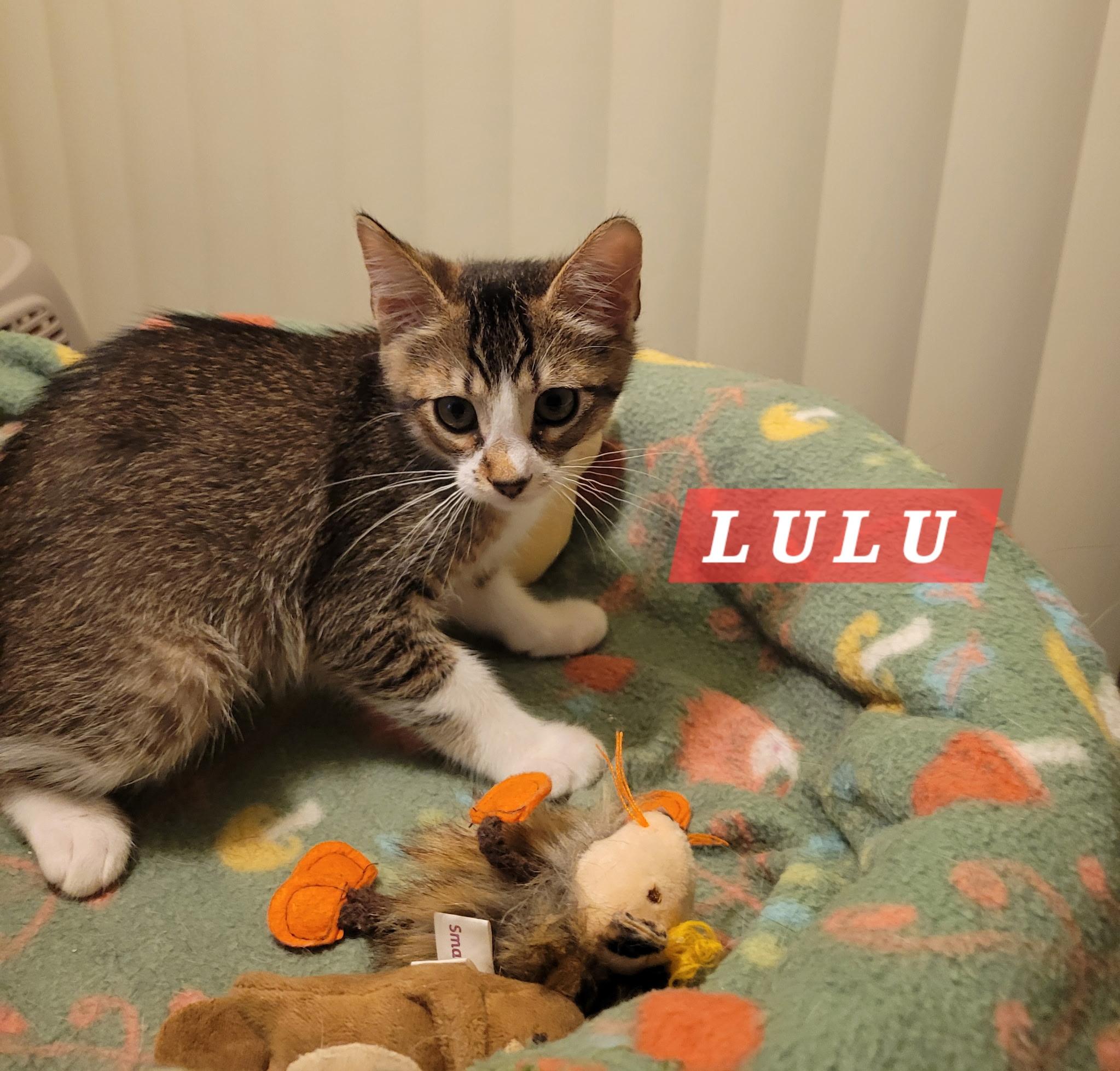 Enlarge Lulu, an adopted Domestic Short Hair in Riverside, CA image 1/5