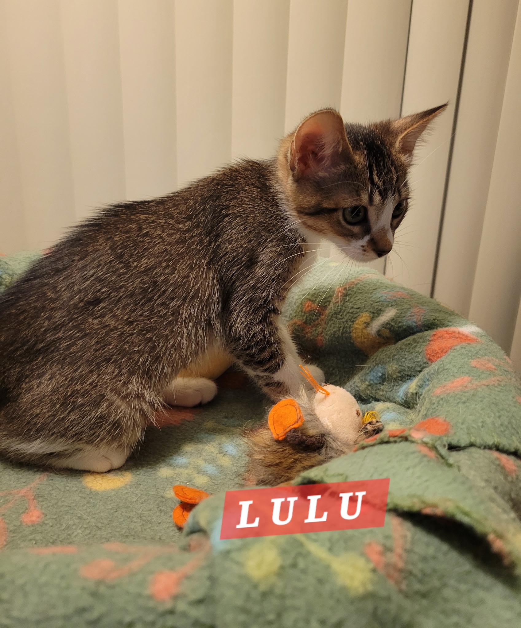 Enlarge Lulu, an adopted Domestic Short Hair in Riverside, CA image 4/5