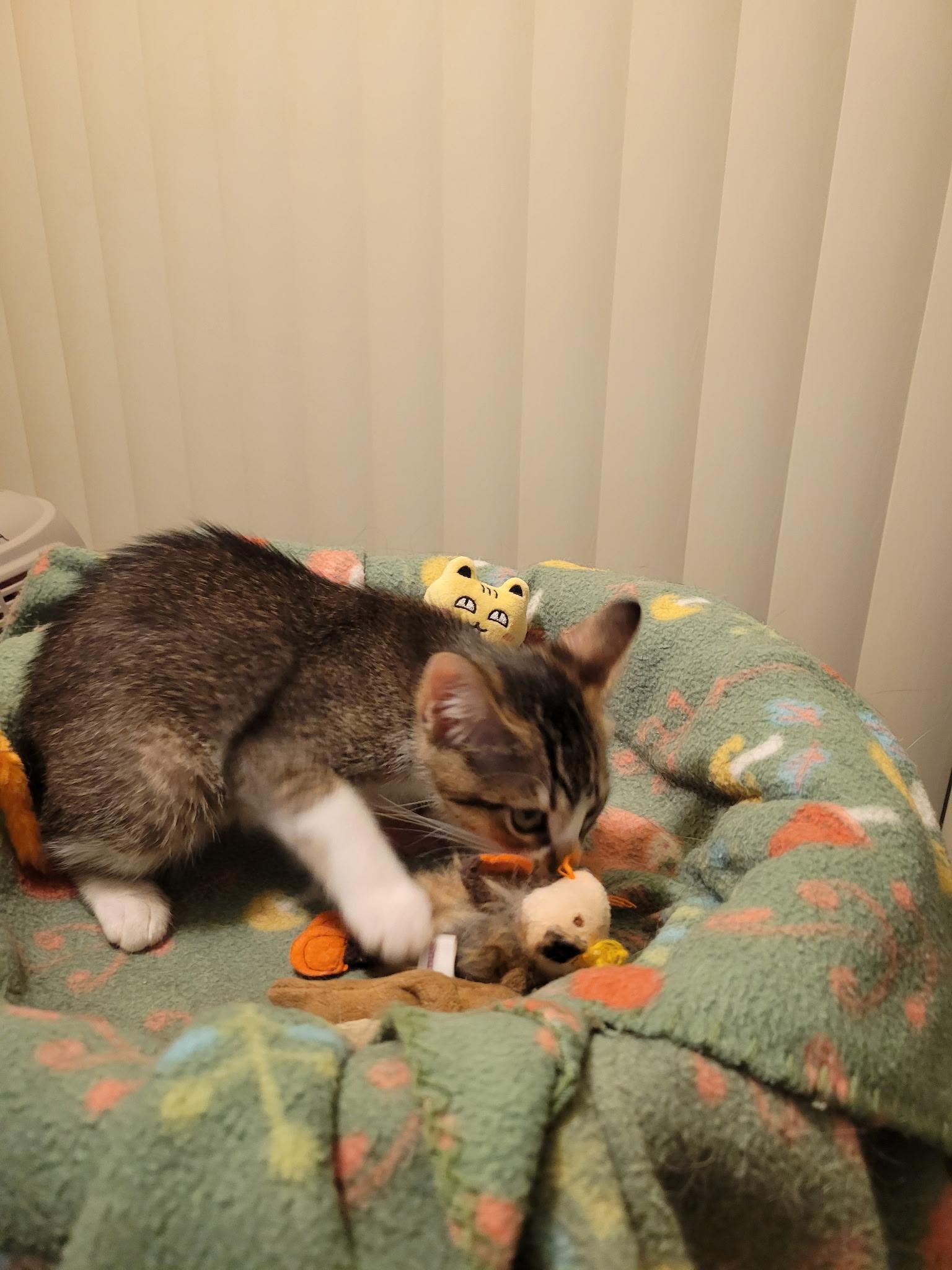 Enlarge Lulu, an adopted Domestic Short Hair in Riverside, CA image 5/5