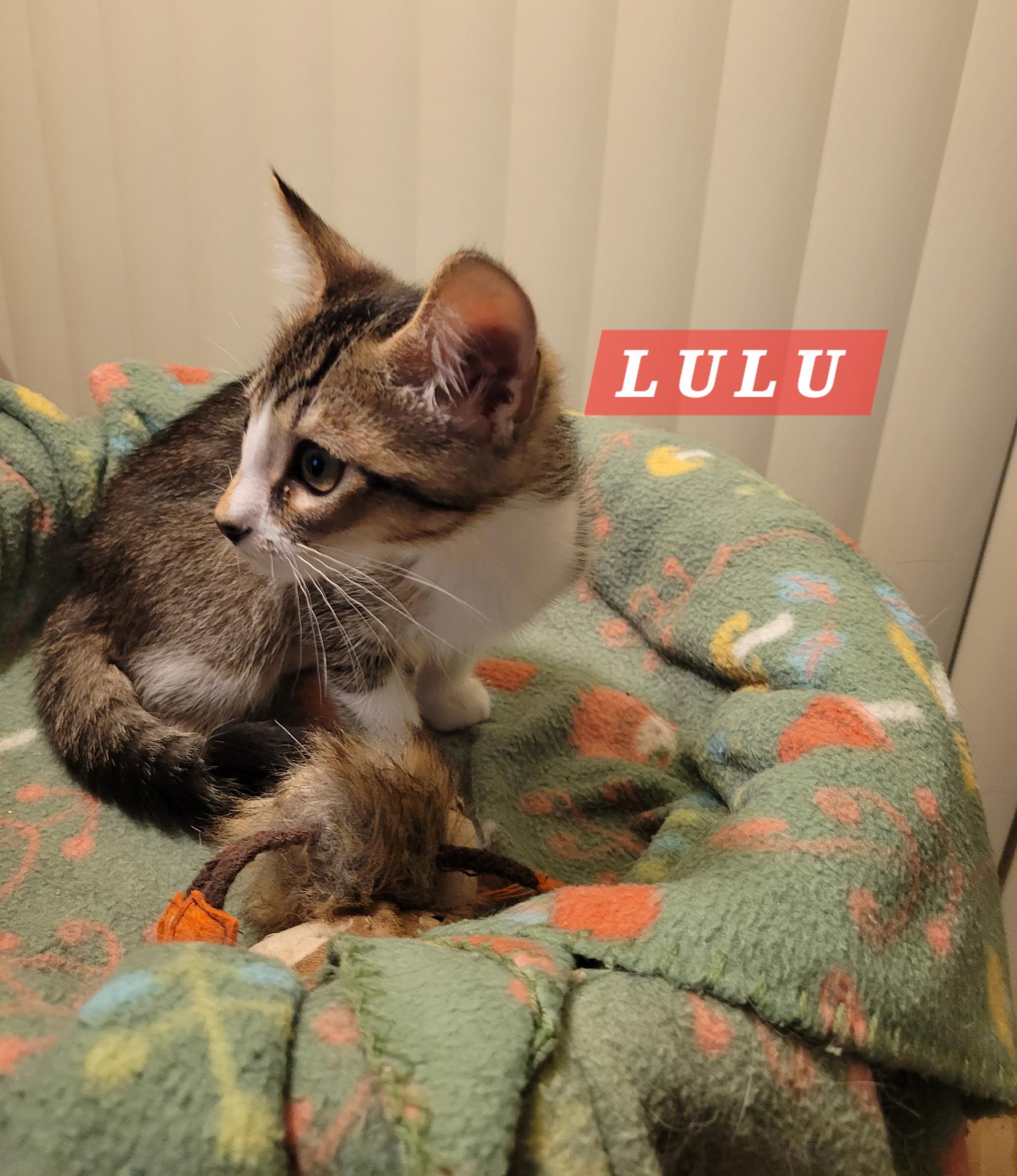 Enlarge Lulu, an adopted Domestic Short Hair in Riverside, CA image 3/5