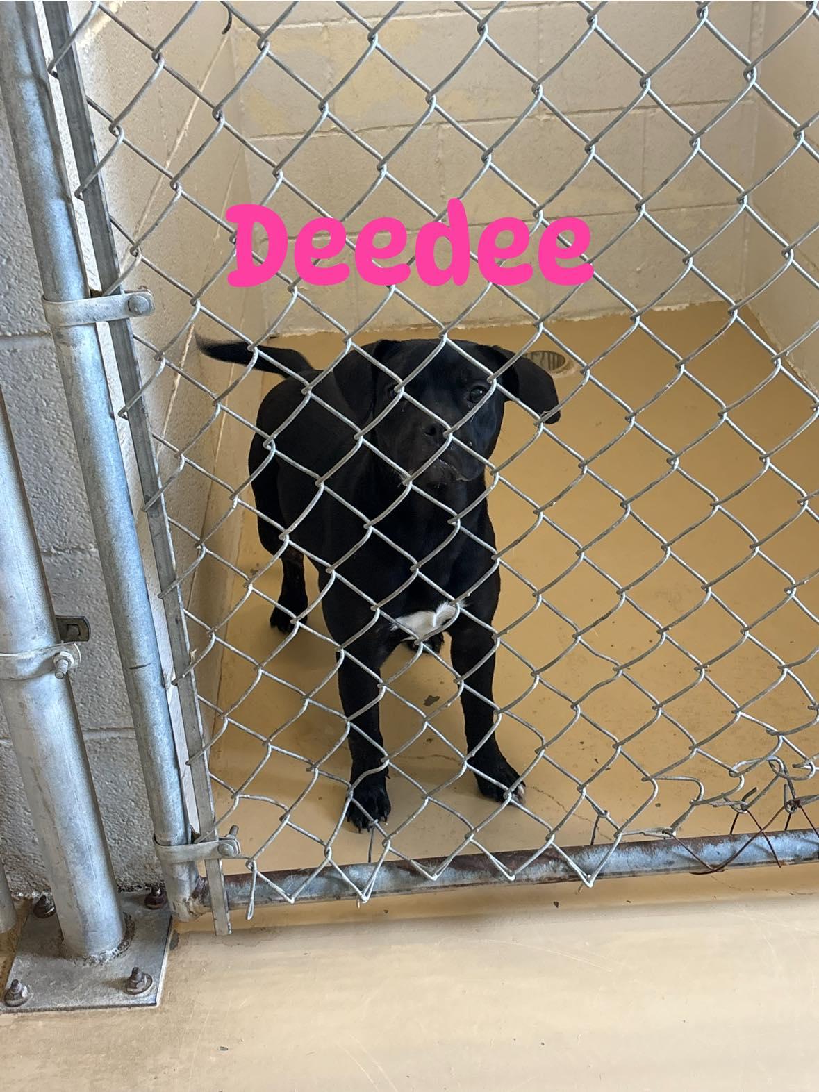 DeeDee, ADOPTABLE, Young Female French Bulldog & Pit Bull Terrier.