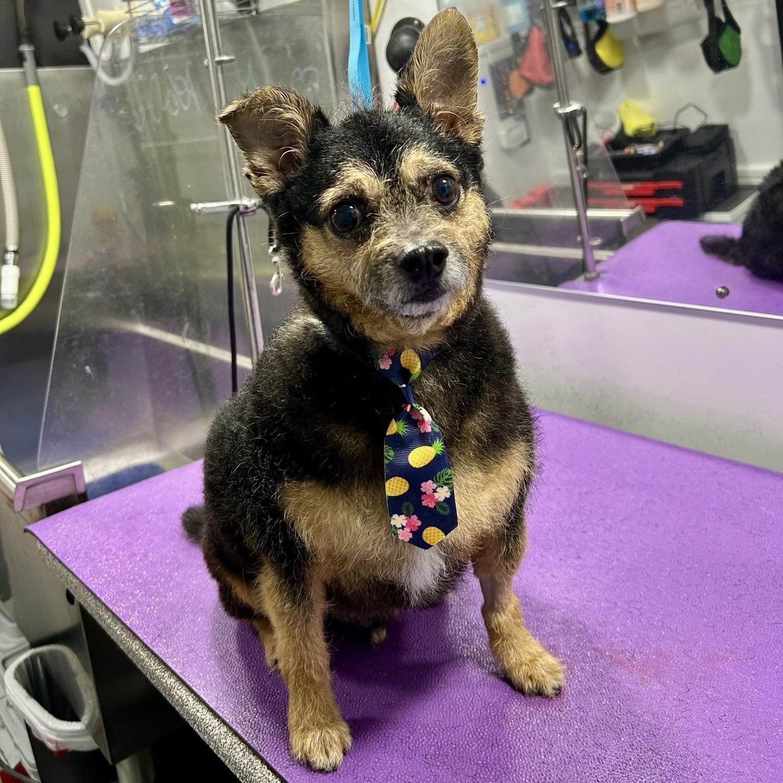 Willis (CONC-A-8377)