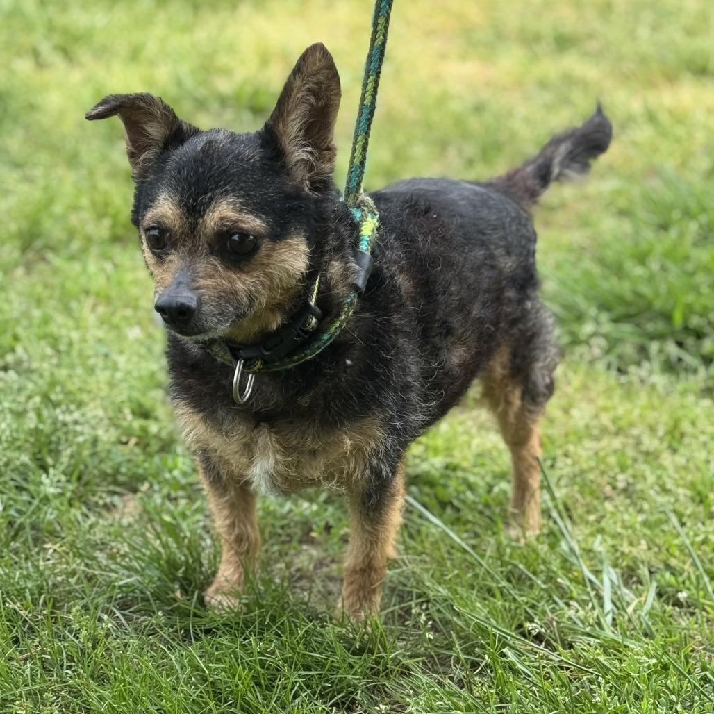 Willis (CONC-A-8377)