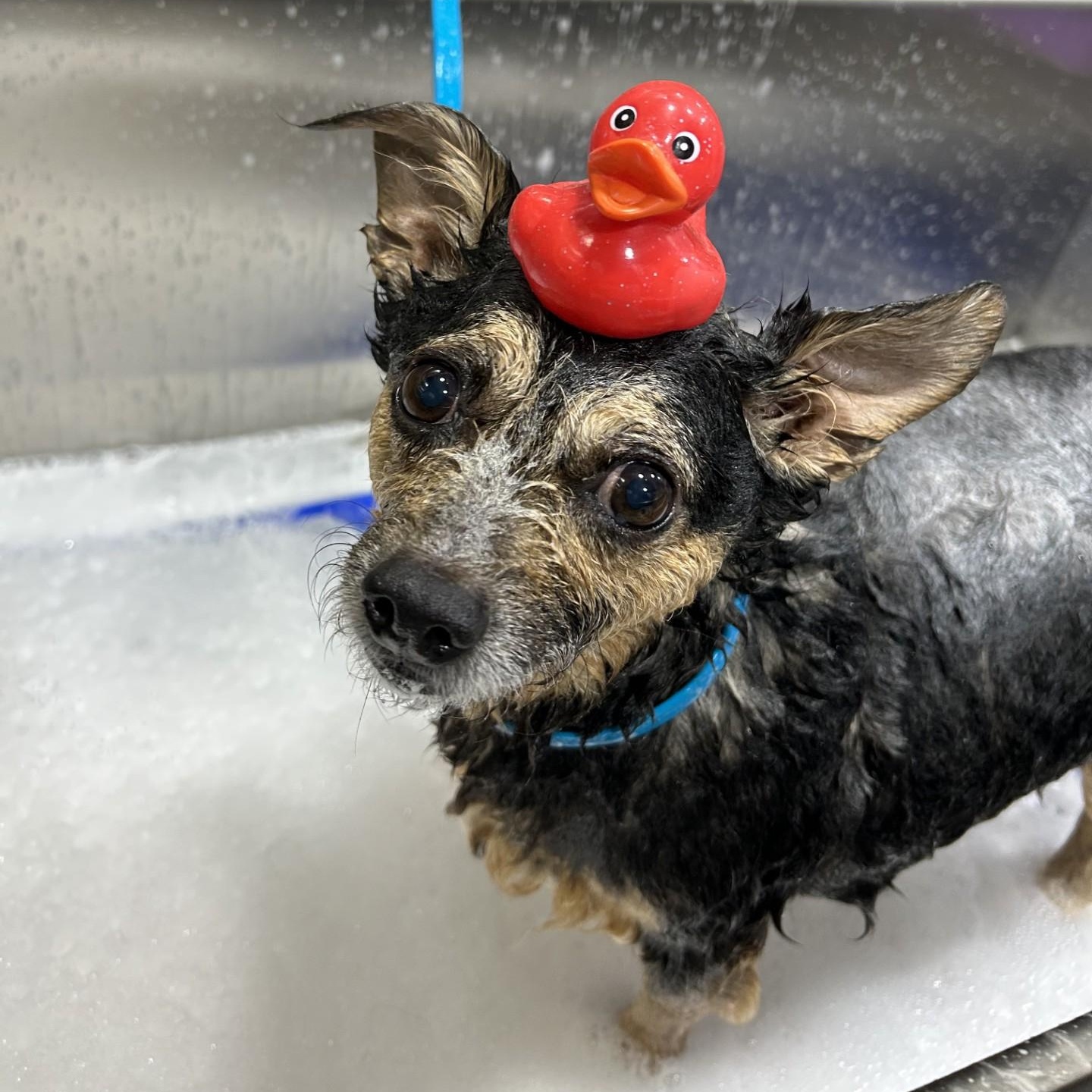 Willis (CONC-A-8377)