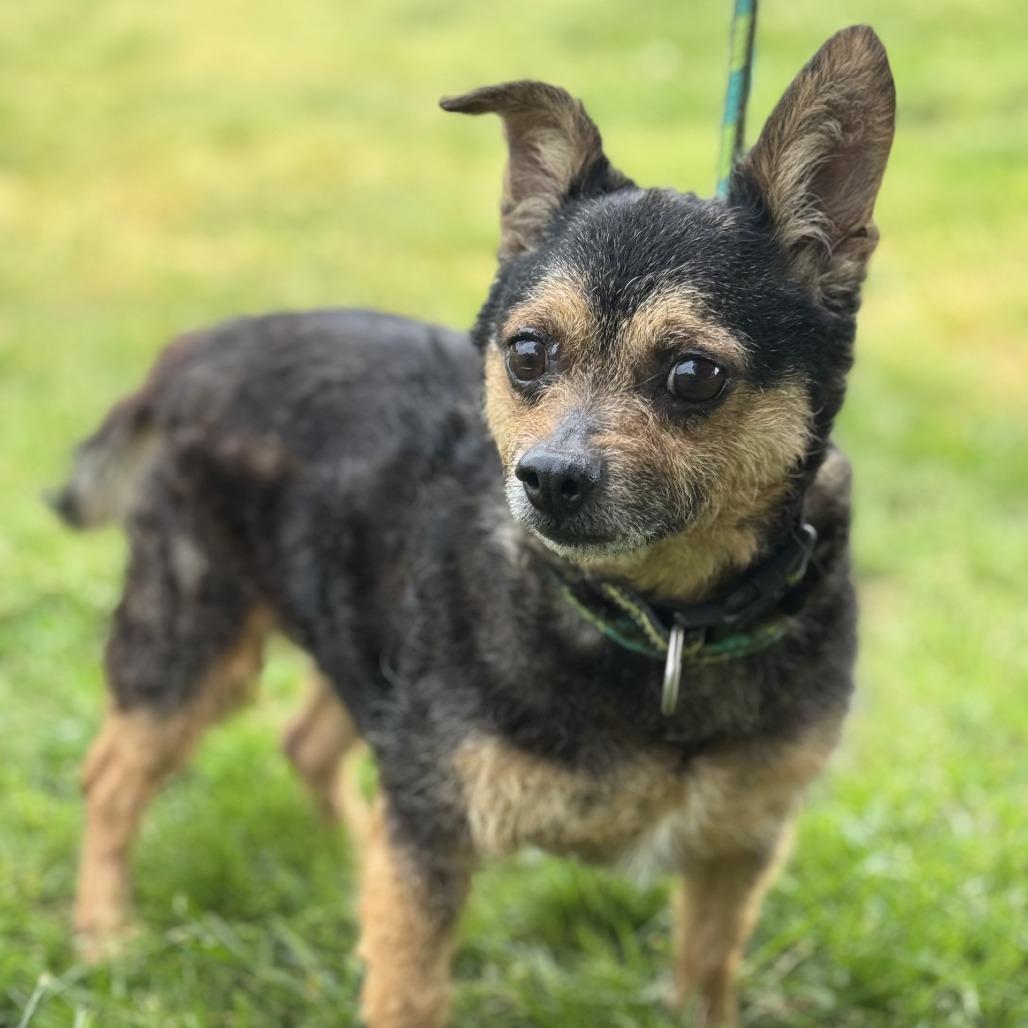 Willis (CONC-A-8377), Senior Male Terrier