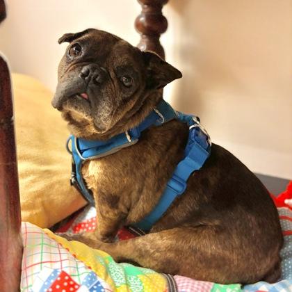 Sando, Adoptable, Adult Male French Bulldog & Mixed Breed.