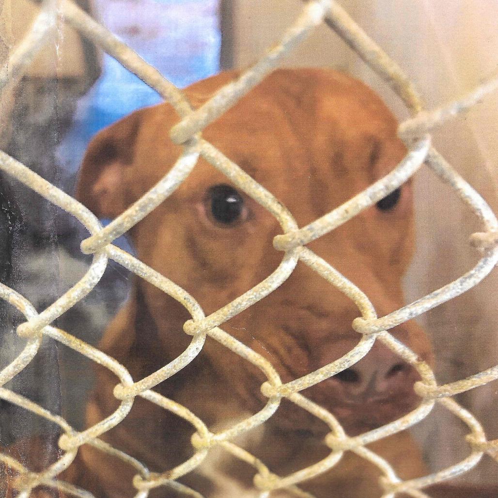 Enlarge Utah, a Adoptable Carolina Dog in Dillon, SC image 1/2