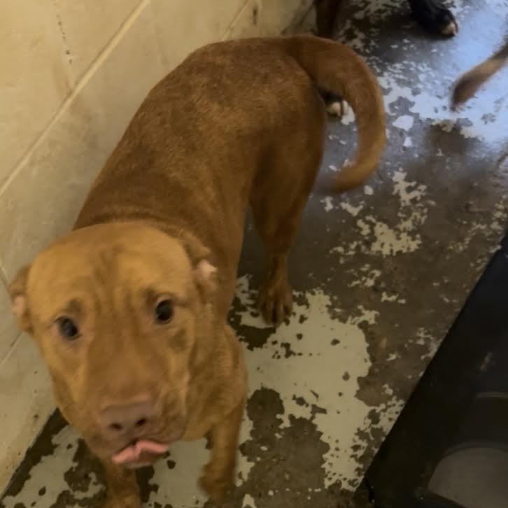 Enlarge Utah, a Adoptable Carolina Dog in Dillon, SC image 2/2