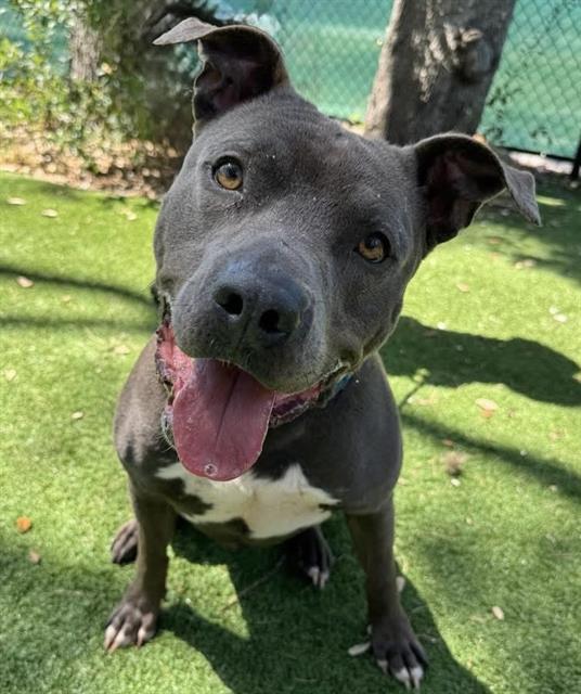 Enlarge HULK, a Adoptable Mixed Breed in Palmetto, FL image 1/1