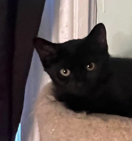 Joan, a Adoptable Domestic Short Hair in Omaha, NE image 1/2