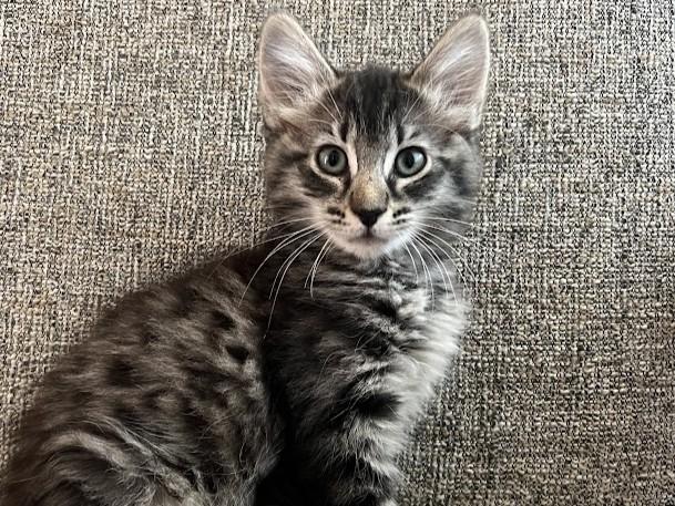 JOLENE, Adoptable, Kitten Female Domestic Medium Hair.
