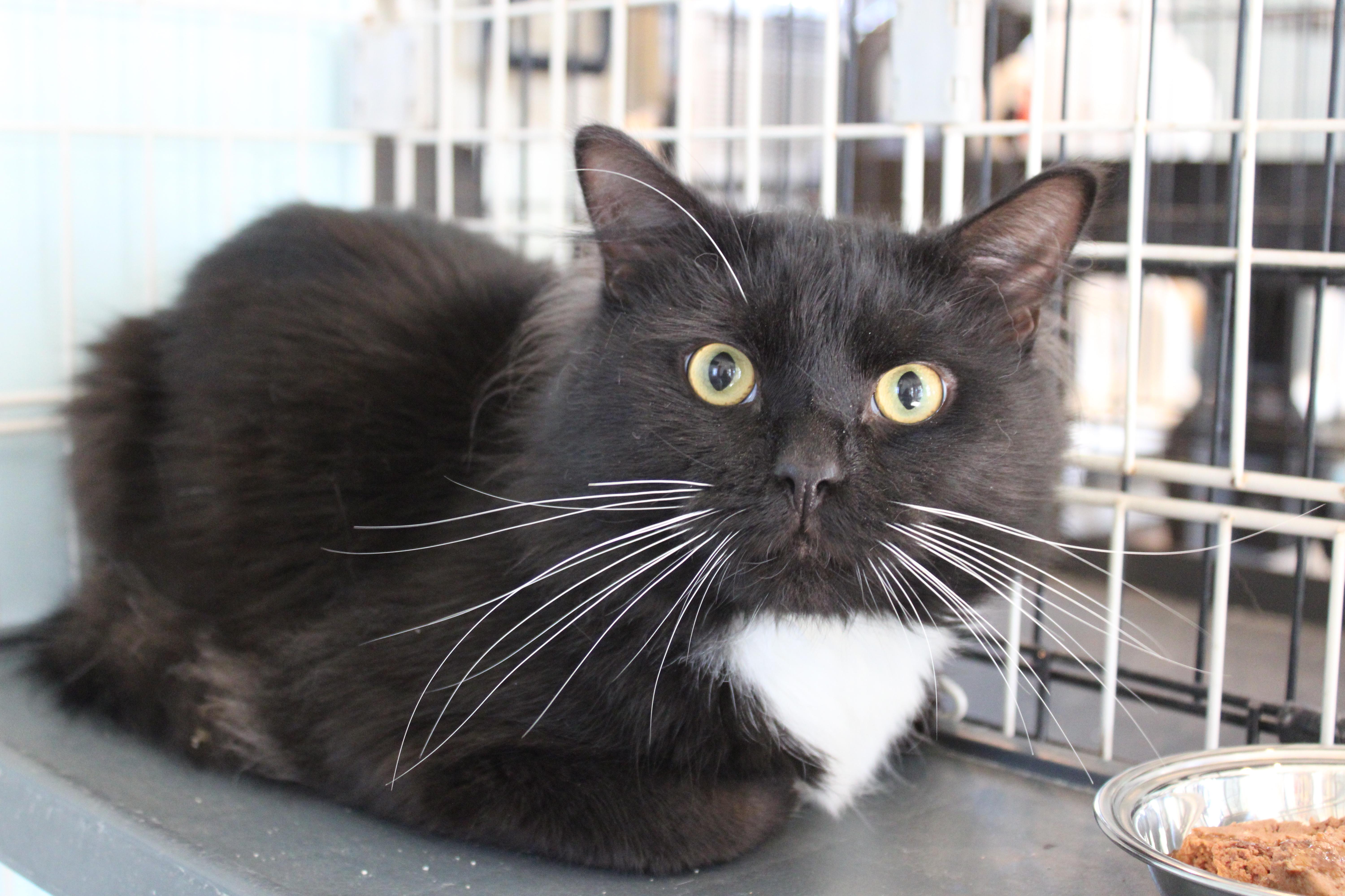 Hook, ADOPTABLE, Young Male Domestic Long Hair.