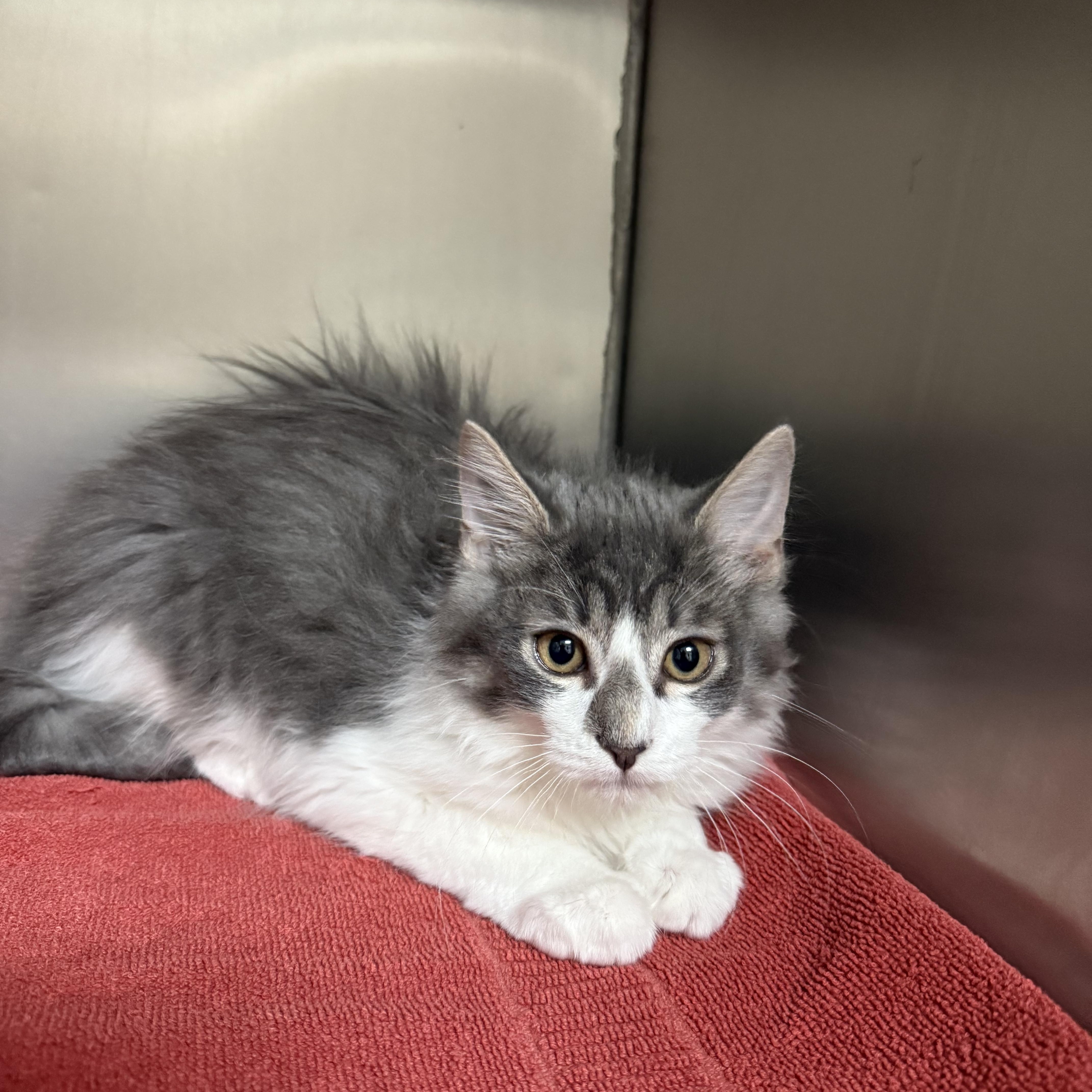 Ross, adopted, Kitten Male Maine Coon & Domestic Long Hair.