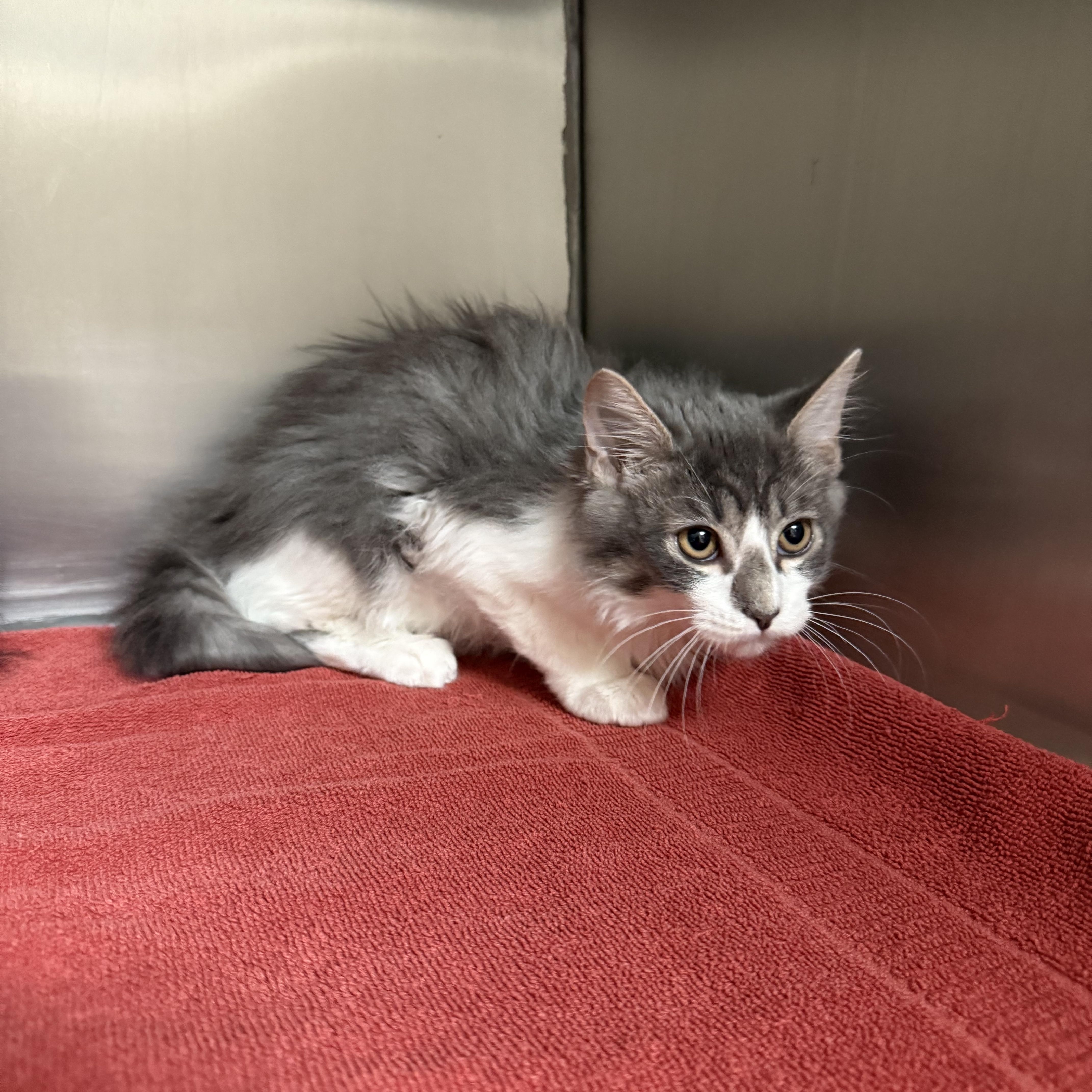 Enlarge Ross, an adopted mixed breed in Fresno, CA image 4/4