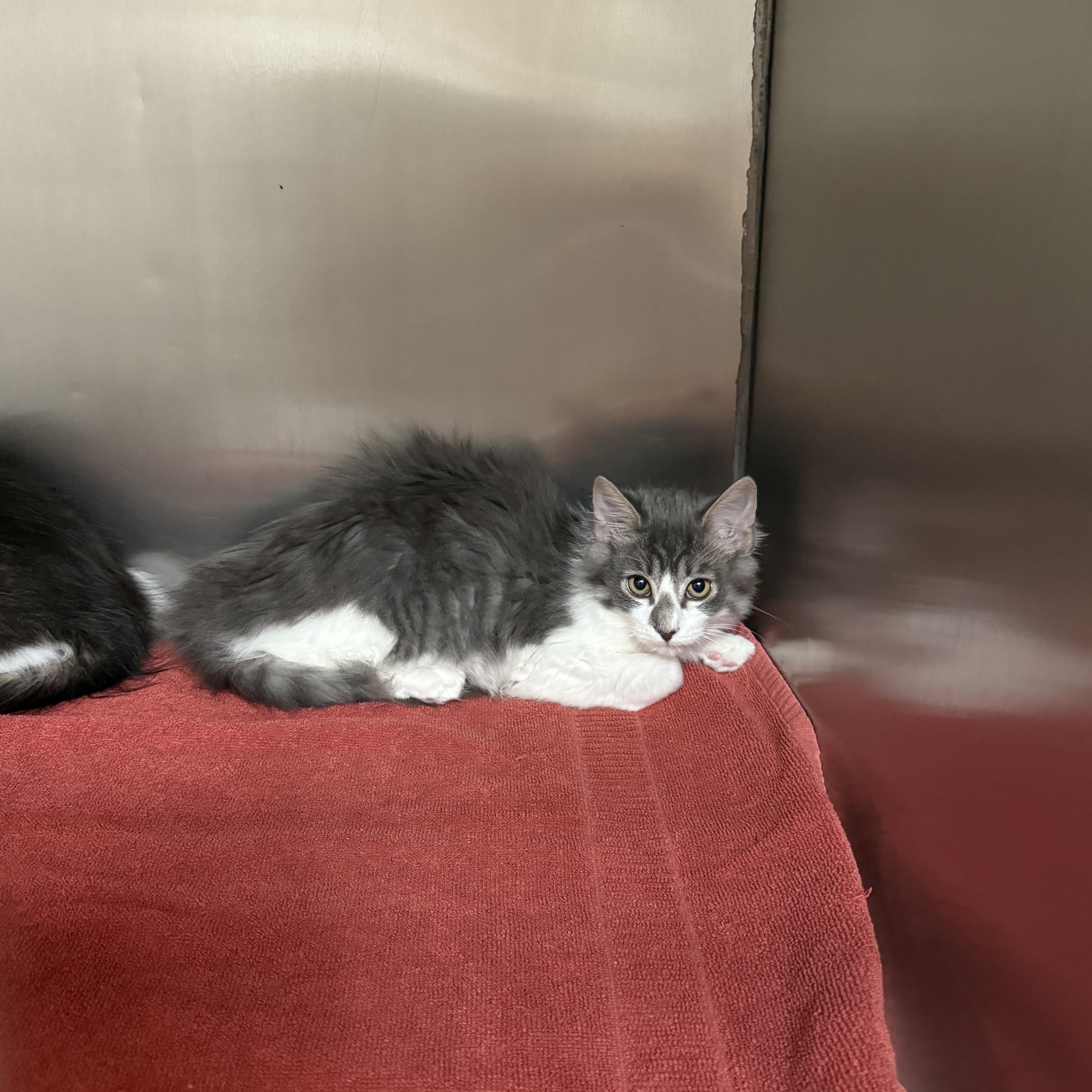 Enlarge Ross, an adopted mixed breed in Fresno, CA image 3/4