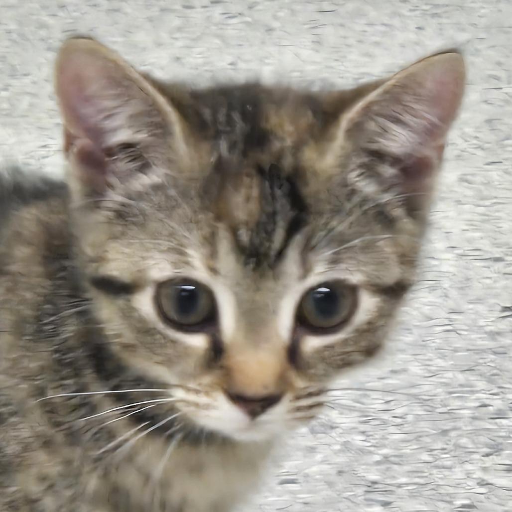 Sprout, Adoptable, Kitten Female Domestic Medium Hair.