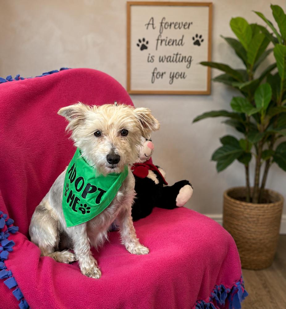 Snowflake, Adoptable, Adult Female Schnauzer.