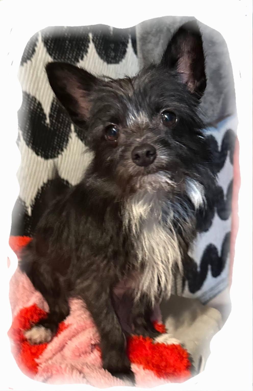 Ziggy Wiggy!!, adopted, Young Male Yorkshire Terrier.