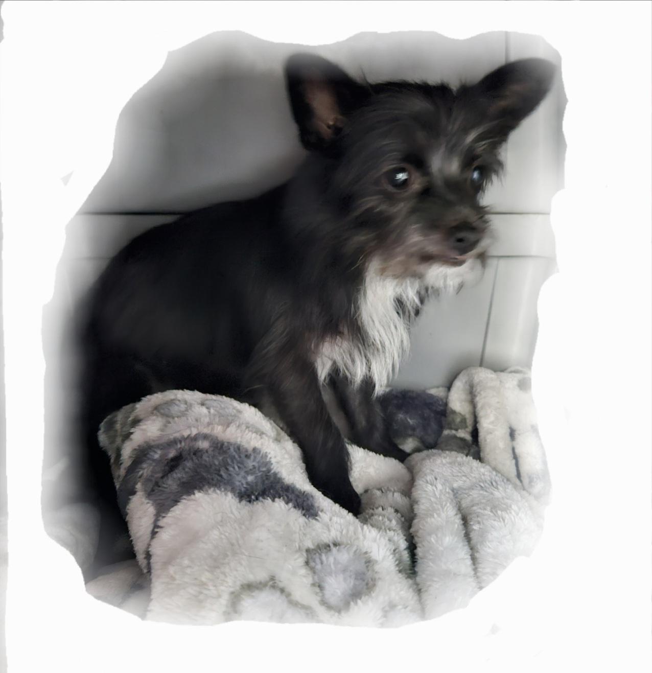Enlarge Ziggy Wiggy!!, an adopted Yorkshire Terrier in Manhattan Beach, CA image 2/4