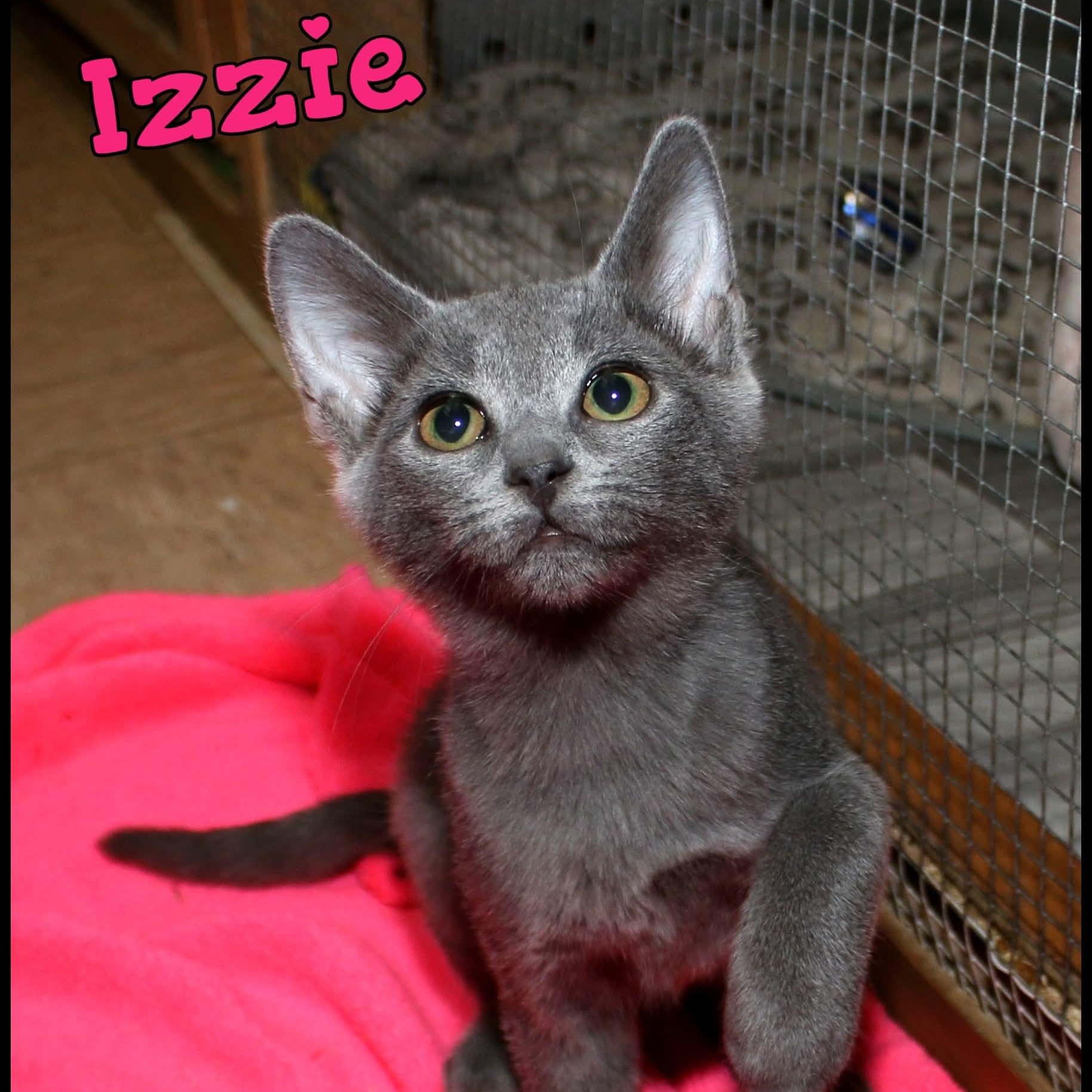 Enlarge Izzie, a Adoptable Domestic Short Hair in Shippenville, PA image 1/2