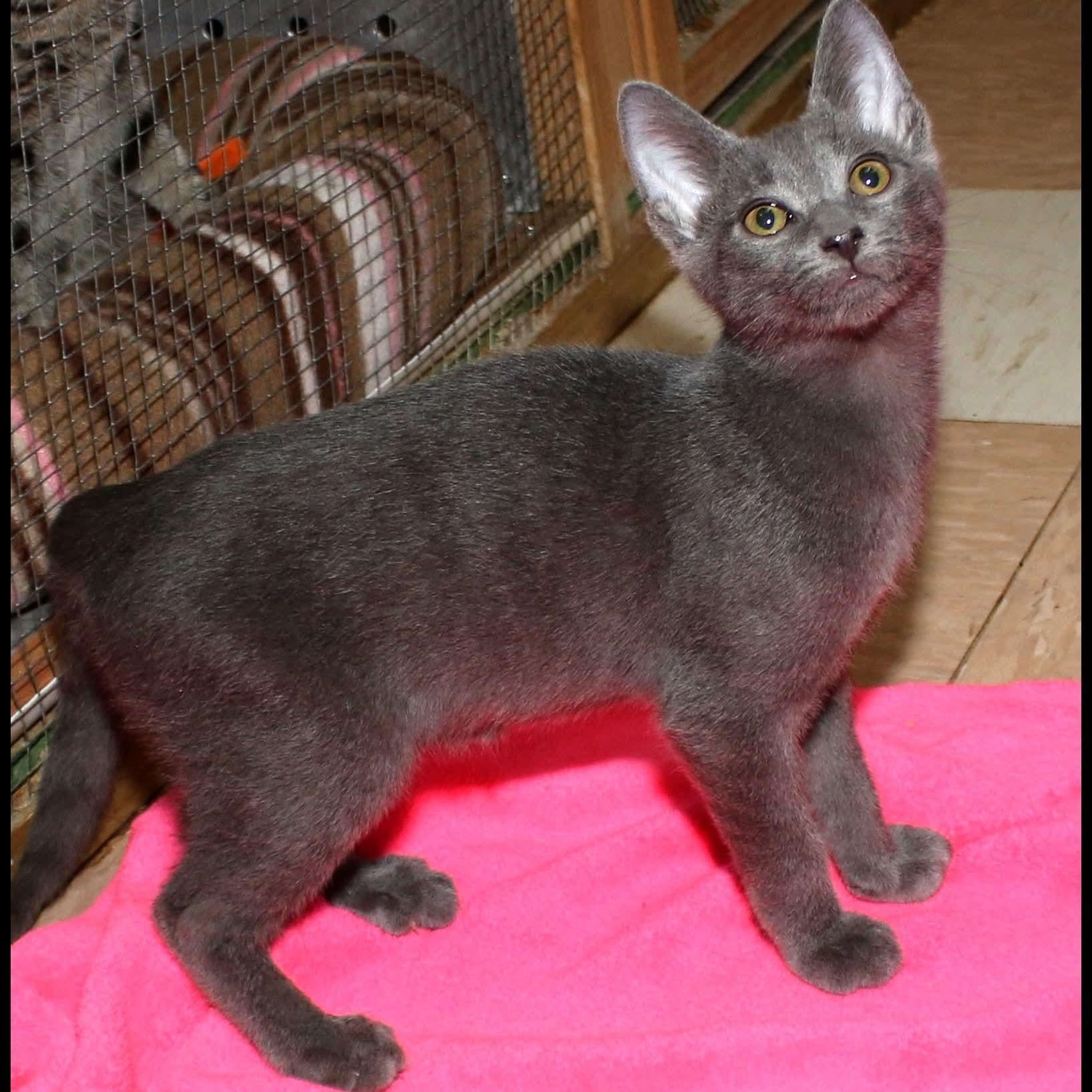 Enlarge Izzie, a Adoptable Domestic Short Hair in Shippenville, PA image 2/2