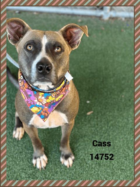 Enlarge CASS, a Adoptable mixed breed in Marietta, GA image 2/5