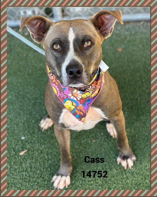 Enlarge CASS, a Adoptable mixed breed in Marietta, GA image 3/5