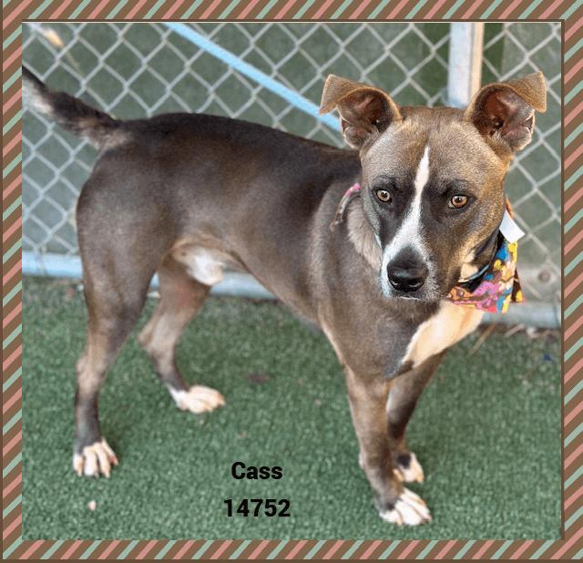 Enlarge CASS, a Adoptable mixed breed in Marietta, GA image 4/5