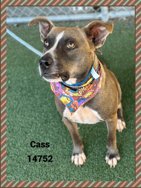 Enlarge CASS, a Adoptable mixed breed in Marietta, GA image 5/5