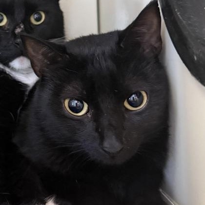BONNIE, adopted, Young Female Domestic Short Hair.