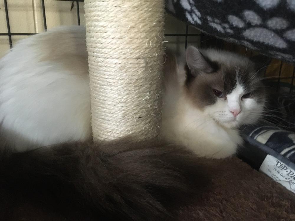 Enlarge Naomi, a Adopted Ragdoll in Central Islip, NY image 1/1