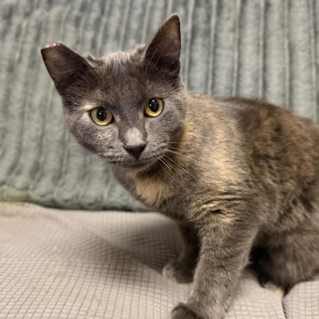 Butter Lovers, Adoptable, Young Female Domestic Short Hair.
