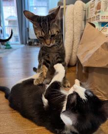 Pasta the Lap Kitten