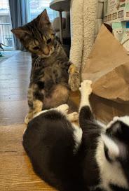 Pasta the Lap Kitten