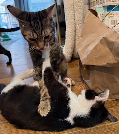 Pasta the Lap Kitten