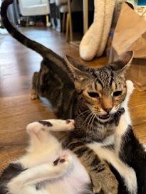 Pasta the Lap Kitten