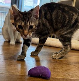 Pasta the Lap Kitten