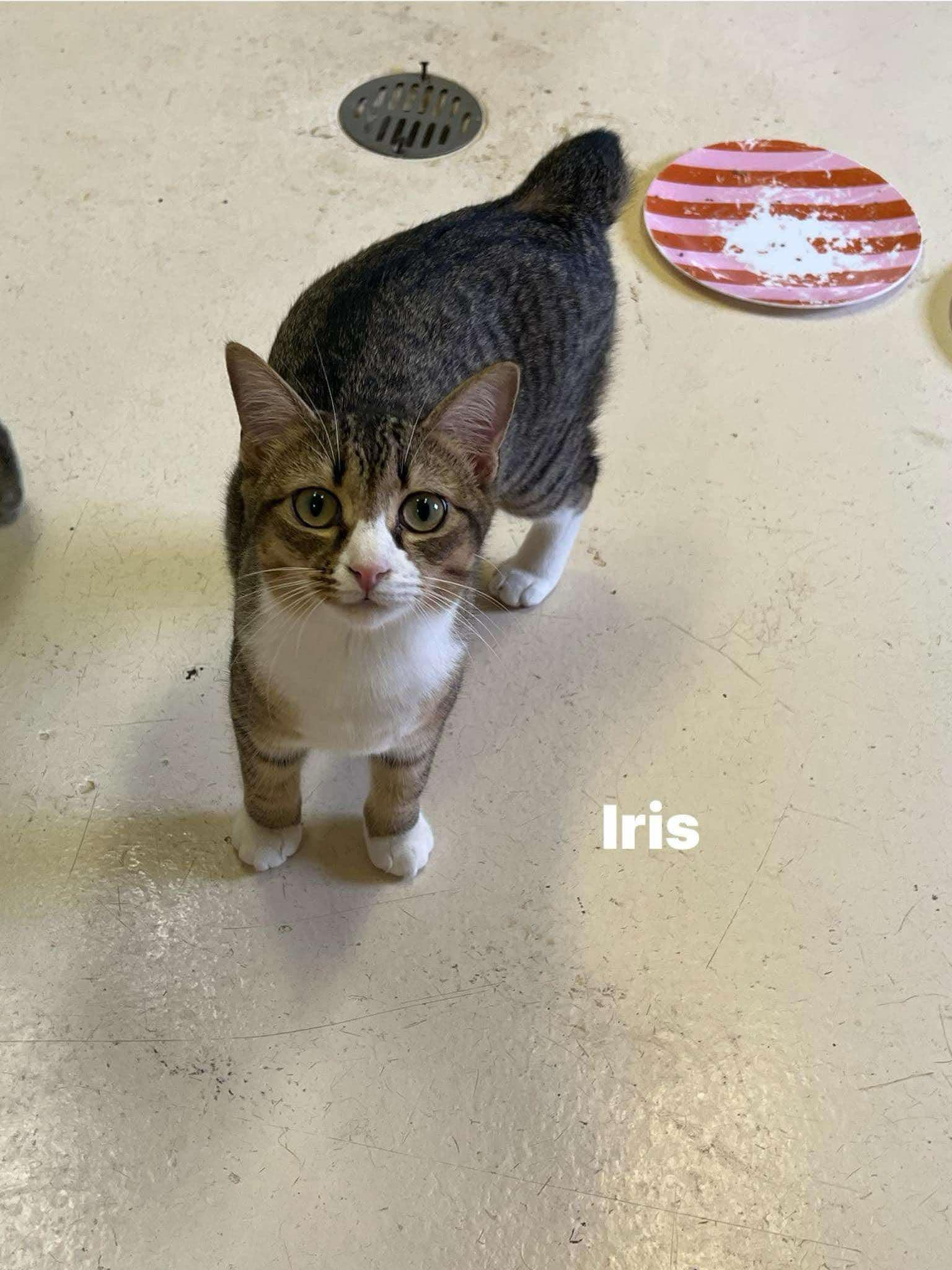 Enlarge Iris- Flower Litter, a Adoptable mixed breed in Sheboygan, WI image 1/1