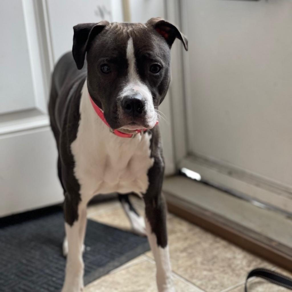 Zola, a Adoptable Pit Bull Terrier in Oxford, ME image 1/5