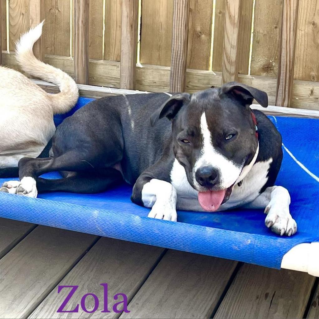 Zola, a Adoptable Pit Bull Terrier in Oxford, ME image 2/5