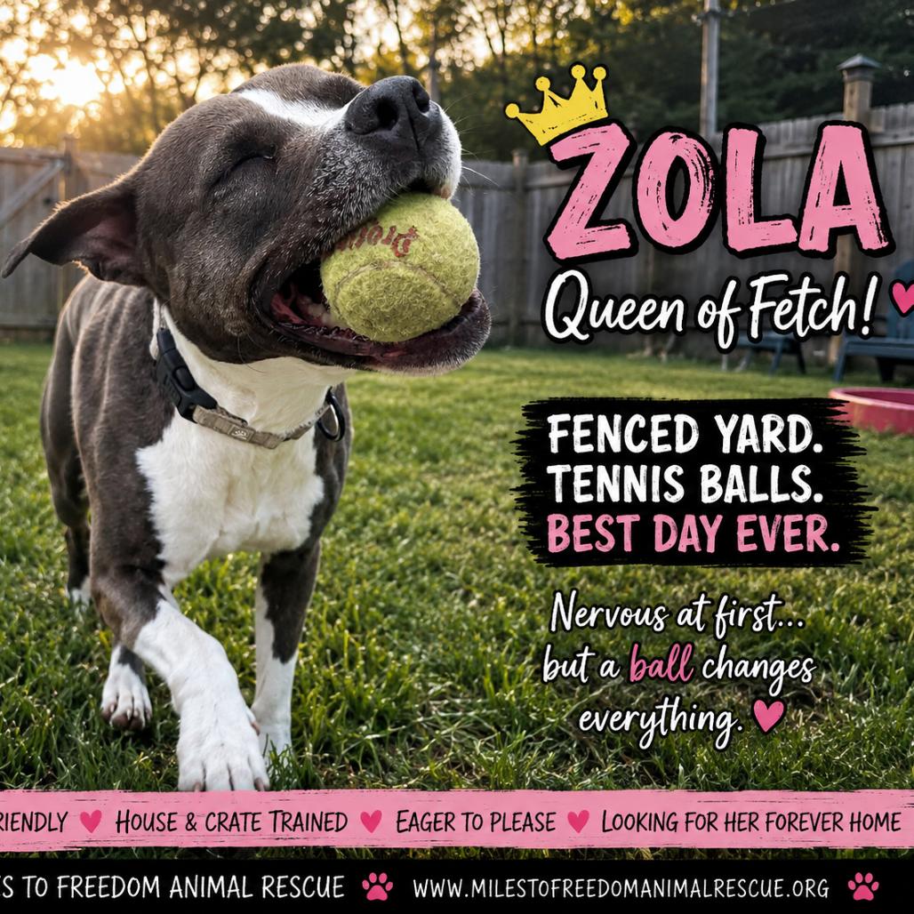 Enlarge Zola, a Adoptable Pit Bull Terrier in Oxford, ME image 4/6