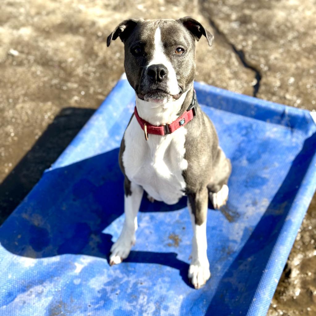 Zola, a Adoptable Pit Bull Terrier in Oxford, ME image 4/5