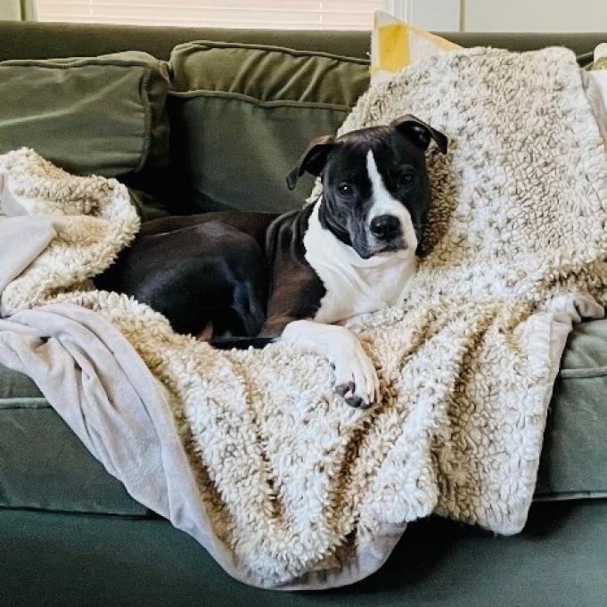 Zola, a Adoptable Pit Bull Terrier in Oxford, ME image 5/5