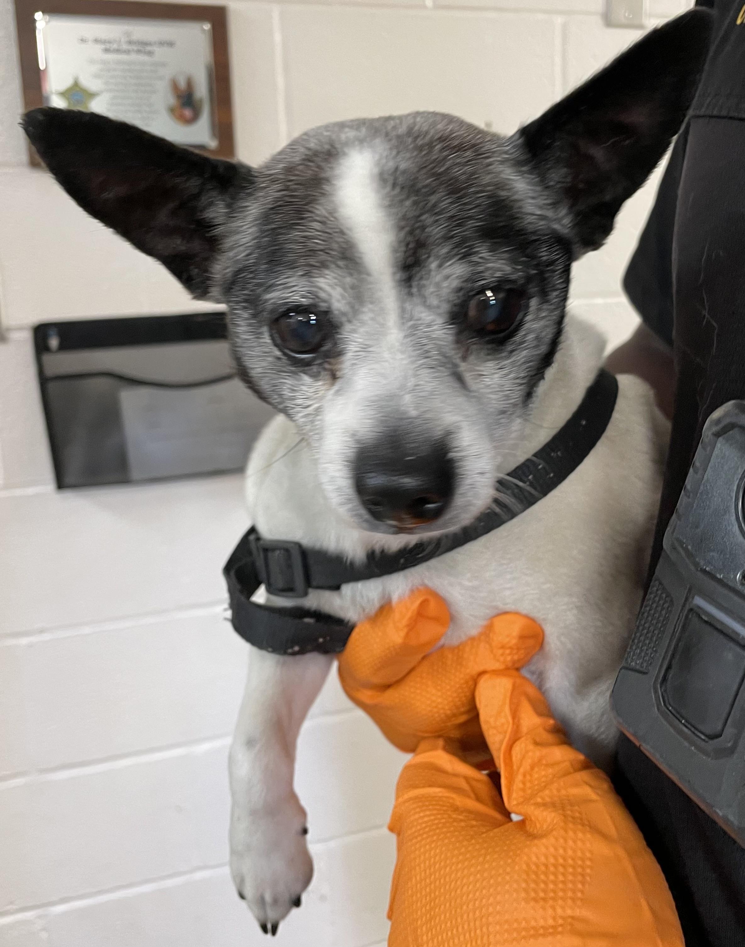 Enlarge Randall ADOPTED, an adopted Chihuahua in Canton, OH image 2/2