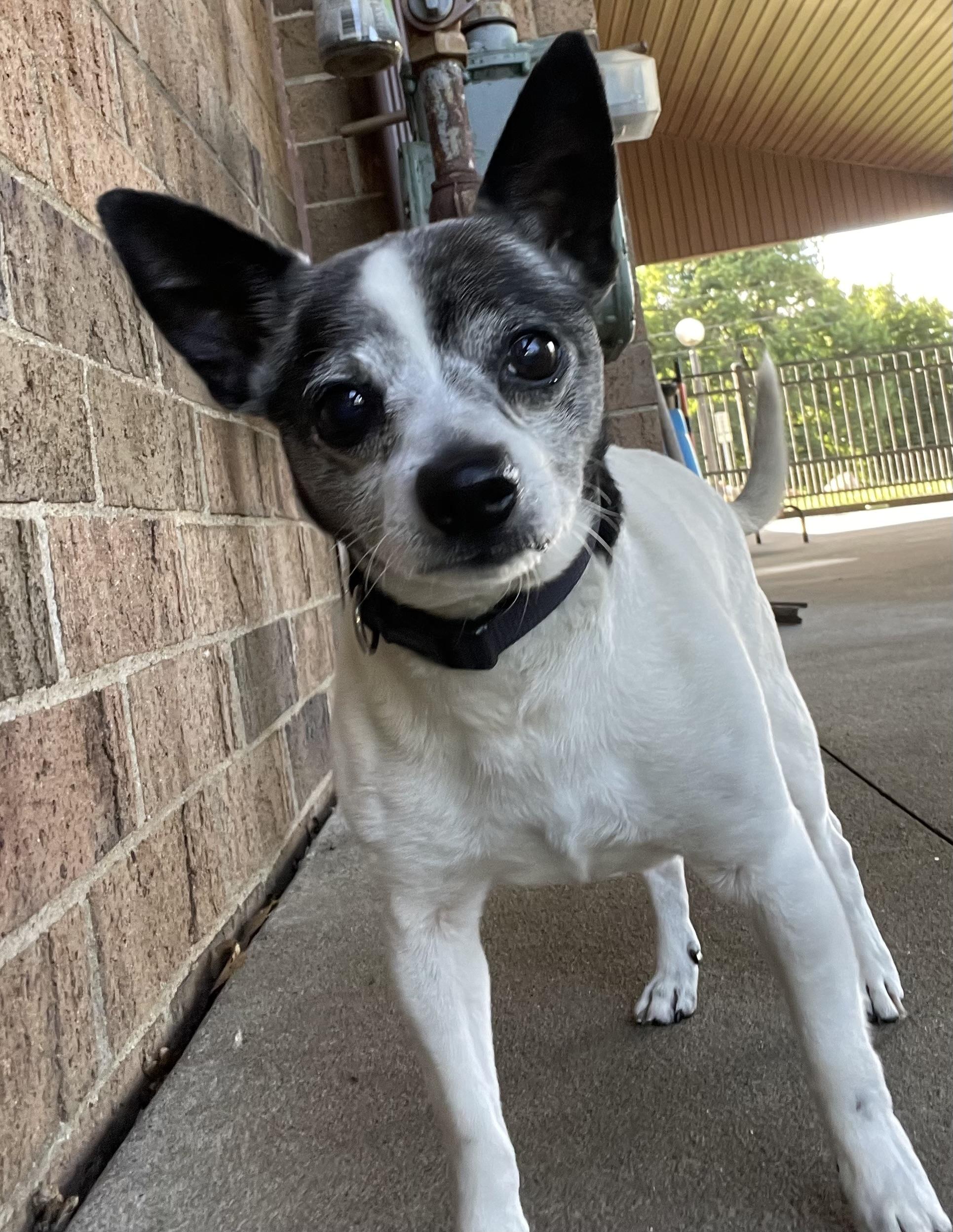 Randall ADOPTED, adopted, Senior Male Chihuahua.