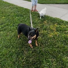 Izzy, Adoptable, Adult Female Australian Cattle Dog / Blue Heeler & Beagle.